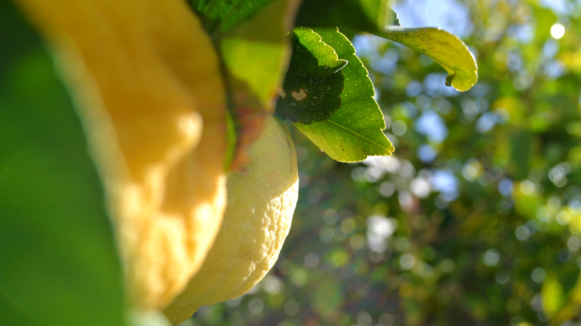 Exa Gonia verse citroenen op Santorini